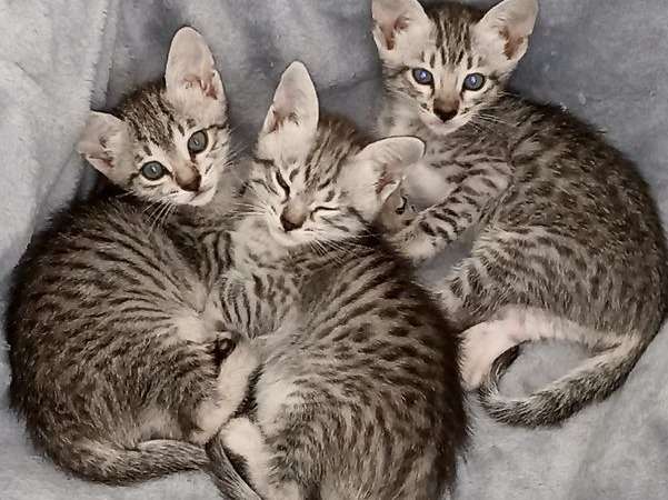 Réservation ouverte pour 3 chatons Savannah d’août 2021, 1 mâle et 2 femelles black silver.