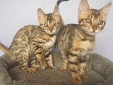 R&eacute;servation en cours pour 3 chatons Bengal m&acirc;les n&eacute;s en juillet 2021, pelage brown spotted tabby