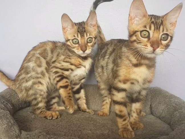 Réservation en cours pour 3 chatons Bengal mâles nés en juillet 2021, pelage brown spotted tabby