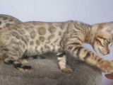 R&eacute;servation en cours pour 3 chatons Bengal m&acirc;les n&eacute;s en juillet 2021, pelage brown spotted tabby