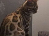 R&eacute;servation en cours pour 3 chatons Bengal m&acirc;les n&eacute;s en juillet 2021, pelage brown spotted tabby