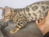 R&eacute;servation en cours pour 3 chatons Bengal m&acirc;les n&eacute;s en juillet 2021, pelage brown spotted tabby