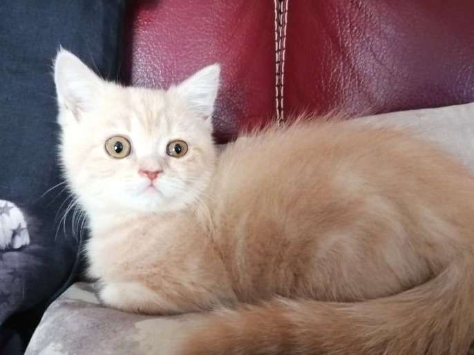 Chaton Highland Straight de juin 2021, mâle red torti et blanc mis en vente