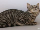Vente d’un chat adulte d’un an et demi, Bengal mâle black silver spotted tabby