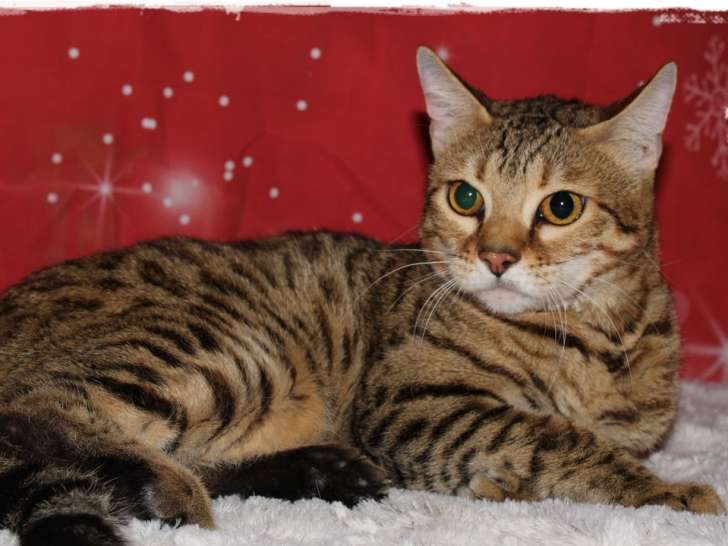À vendre, chat Bengal femelle adulte de 2 ans, robe brown spotted tabby