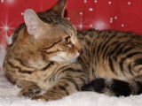 À vendre, chat Bengal femelle adulte de 2 ans, robe brown spotted tabby