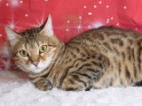 À vendre, chat Bengal femelle adulte de 2 ans, robe brown spotted tabby