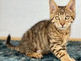 Chaton Toyger femelle brown silver blotched tabby, mai 2021 disponible à la vente