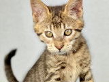 Chaton Toyger femelle brown silver blotched tabby, mai 2021 disponible à la vente