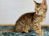 Chaton Toyger femelle brown silver blotched tabby, mai 2021 disponible à la vente
