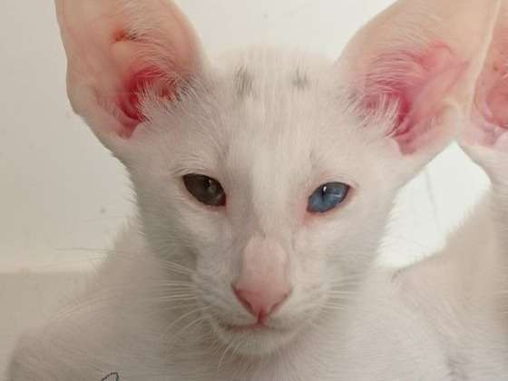 3 chatons Oriental d’août 2021 à réserver, mâles robe blanche aux yeux vairons