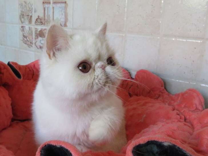 Mise en vente d’un chaton né en janvier 2021, Exotic Shorthair blanc mâle