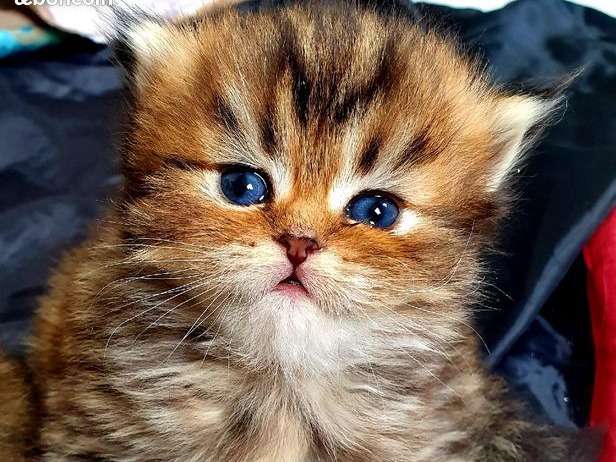Réservation ouverte pour 3 chatons Persan mâles nés en septembre 2021