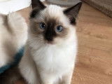 Quatre chatons Ragdoll &agrave; vendre, m&acirc;les et femelles bluepoint