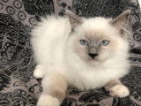 Quatre chatons Ragdoll &agrave; vendre, m&acirc;les et femelles bluepoint