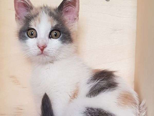À vendre, 3 chatons de race Européen, nés en juillet 2021, un mâle et 2 femelles
