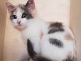 À vendre, 3 chatons de race Européen, nés en juillet 2021, un mâle et 2 femelles