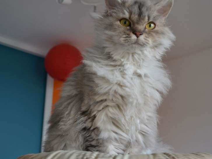À vendre, chat adulte de 2018, femelle Selkirk Red Longhair blanche de 3 ans