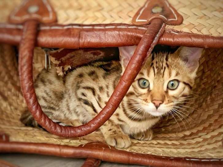 6 chatons Bengal brown spotted à Rosette nés en juillet 2021 en vente