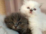 Femelle Highland Fold disponible de suite