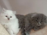 Femelle Highland Fold disponible de suite