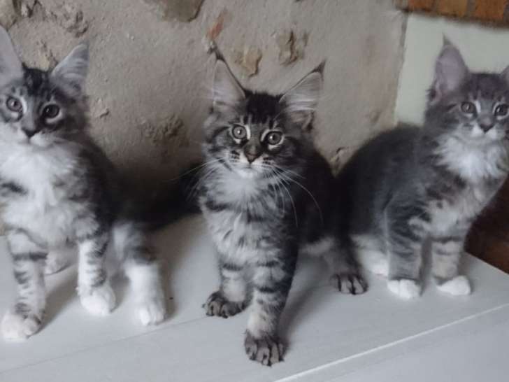 3 chatons Maine Coon nés en juillet 2021 à vendre