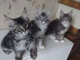 3 chatons Maine Coon nés en juillet 2021 à vendre