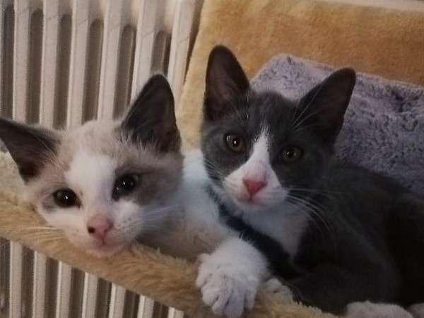Deux chatonnes bicolores inséparables nés en juin 2021 à adopter ensemble