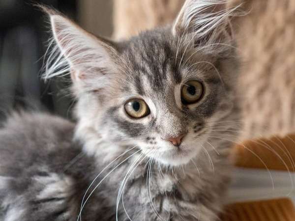 Trois chatons Maine Coon mâles nés en mai 2021 à vendre