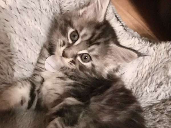 4 chatons Maine Coon nés en août 2021 à vendre
