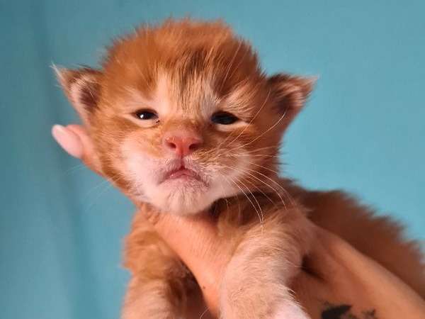 Vente de 4 chatons Maine Coon nés en septembre 2021