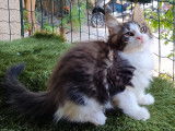 Chatons de race Maine Coon &agrave; vendre (2 femelles & 1 m&acirc;le)