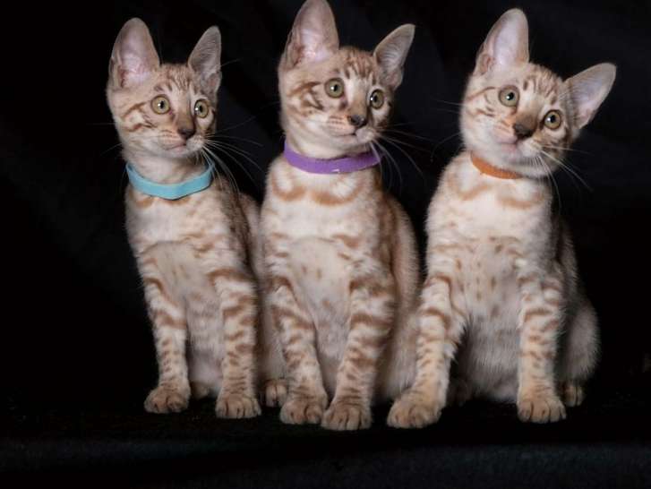 4 chatons Bengal snow spotted nés en juillet 2021 en vente