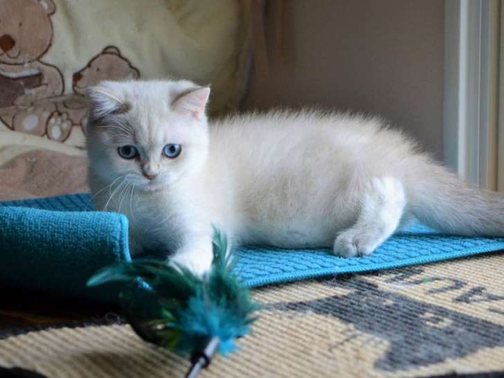 Une chatonne British Shorthair né en juin 2021 à vendre