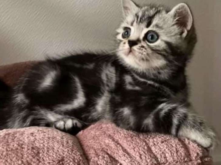 Trois chatons British Shorthair black silver tabby nés en 2021 à vendre