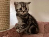 Trois chatons British Shorthair black silver tabby nés en 2021 à vendre