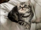 Trois chatons British Shorthair black silver tabby nés en 2021 à vendre