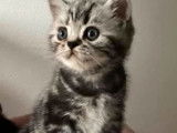 Trois chatons British Shorthair black silver tabby nés en 2021 à vendre