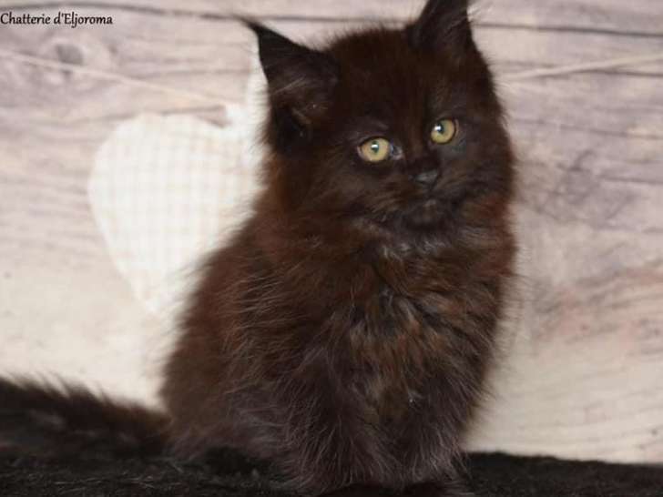 Une chatonne Maine Coon black née en juillet 2021 en attente de réservation