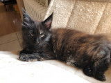 À réserver : une chatonne Maine Coon black tortie, née en août 2021