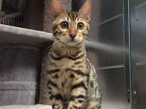 À vendre : un chaton mâle Bengal brown spotted rosette né en juillet 2021