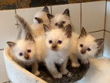 Disponible &agrave; la r&eacute;servation : 5 chatons Sacr&eacute; de Birmanie n&eacute;s en octobre 2021