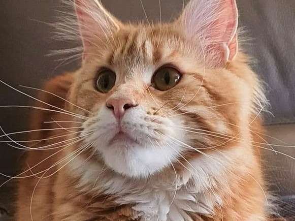 Une chatte adulte Maine Coon red blotched tabby âgée de deux ans, disponible à la vente