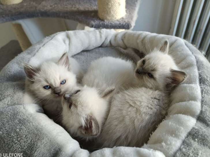 Trois chatons Ragdoll blue mitted (2 mâles et 1 femelle) nés en août 2021 disponibles à la réservation