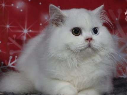 Un chat mâle adulte British Longhair blanc disponible pour saillie