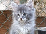 À réserver : 4 chatons mâles Maine Coon, nés en juillet 2021