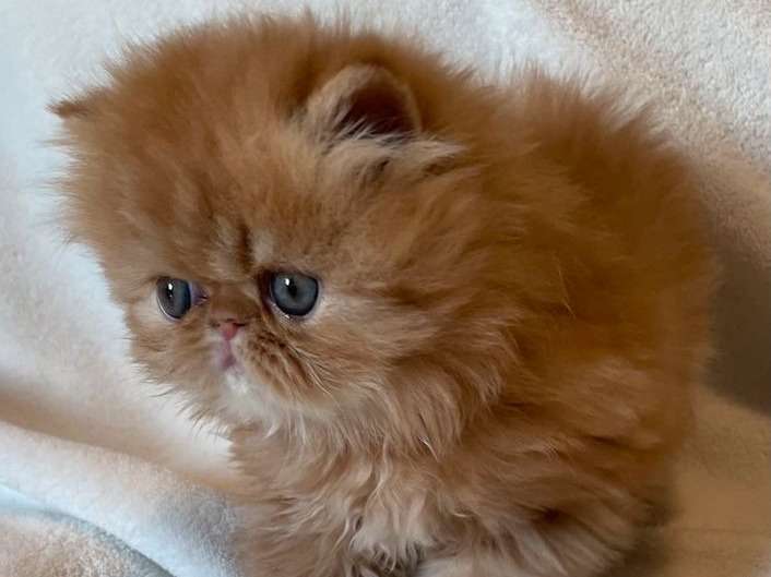Un chaton mâle Persan red blotched tabby, né en août 2021 disponible à la réservation
