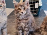 Disponible de suite : une chatonne Maine Coon blue tortie silver blotched tabby, née en juin 2021