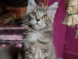 Disponible de suite : une chatonne Maine Coon blue tortie silver blotched tabby, née en juin 2021