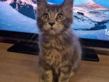 Disponible de suite : une chatonne Maine Coon blue tortie silver blotched tabby, née en juin 2021